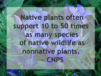 Native Plants Support Local Native Wildlife