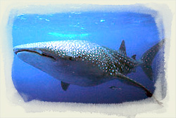 WHALE SHARK AT GLADDEN SPIT